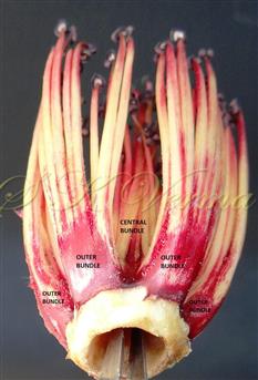  Androecium